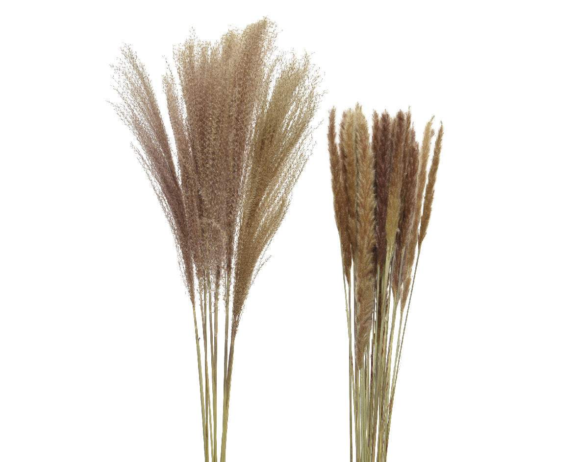 Flores-Pampas secas naturales núm. 837161