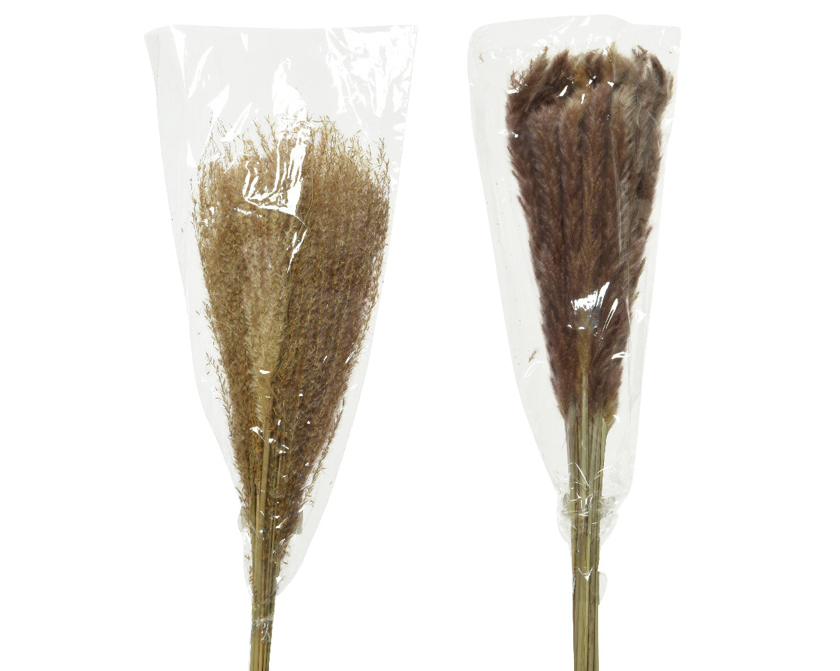 Flores-Pampas secas naturales núm. 837161