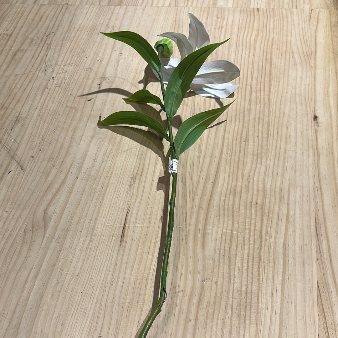 Lilium le Blank