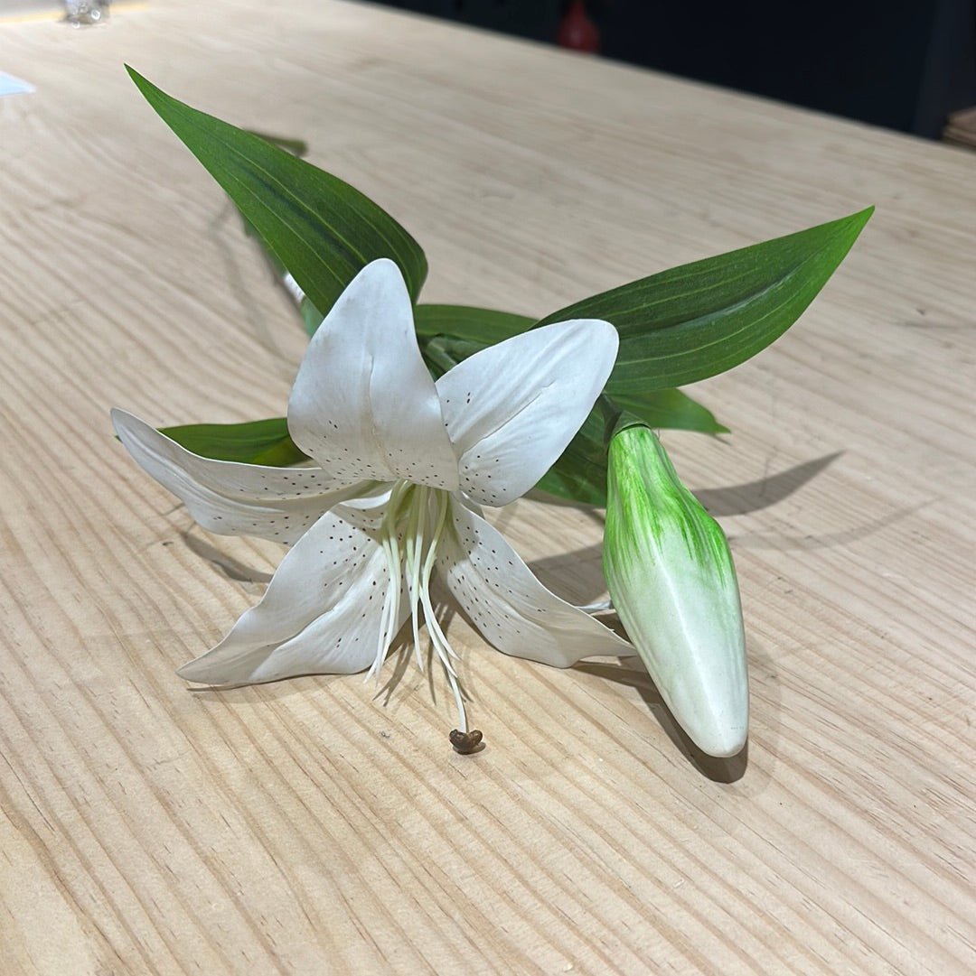 Lilium le Blank