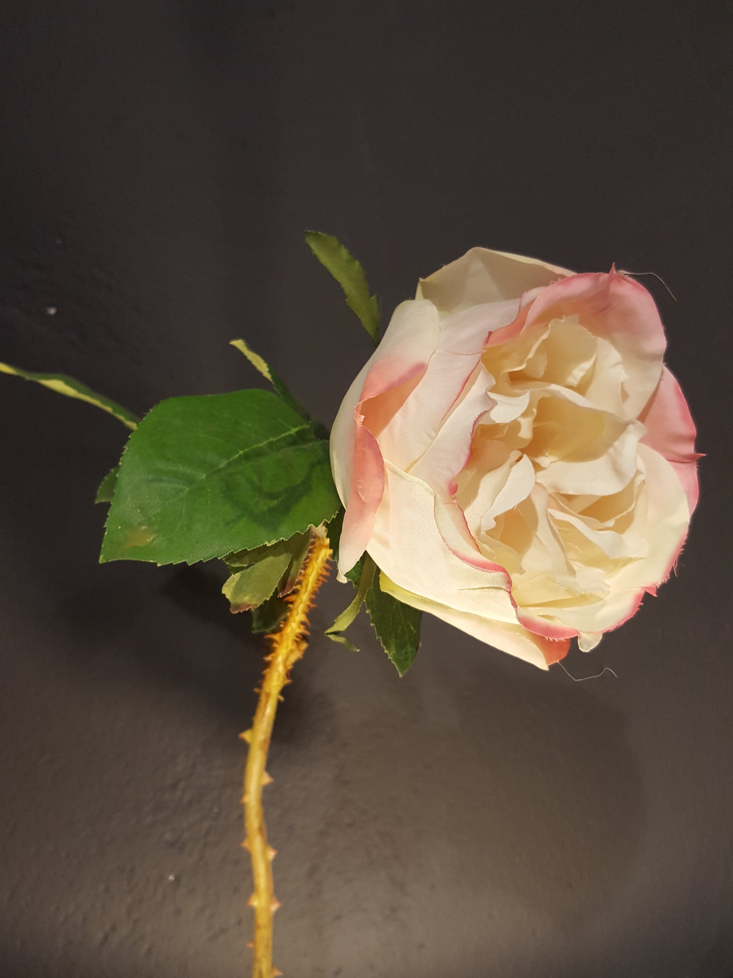 Wilde Rose von Aragon.