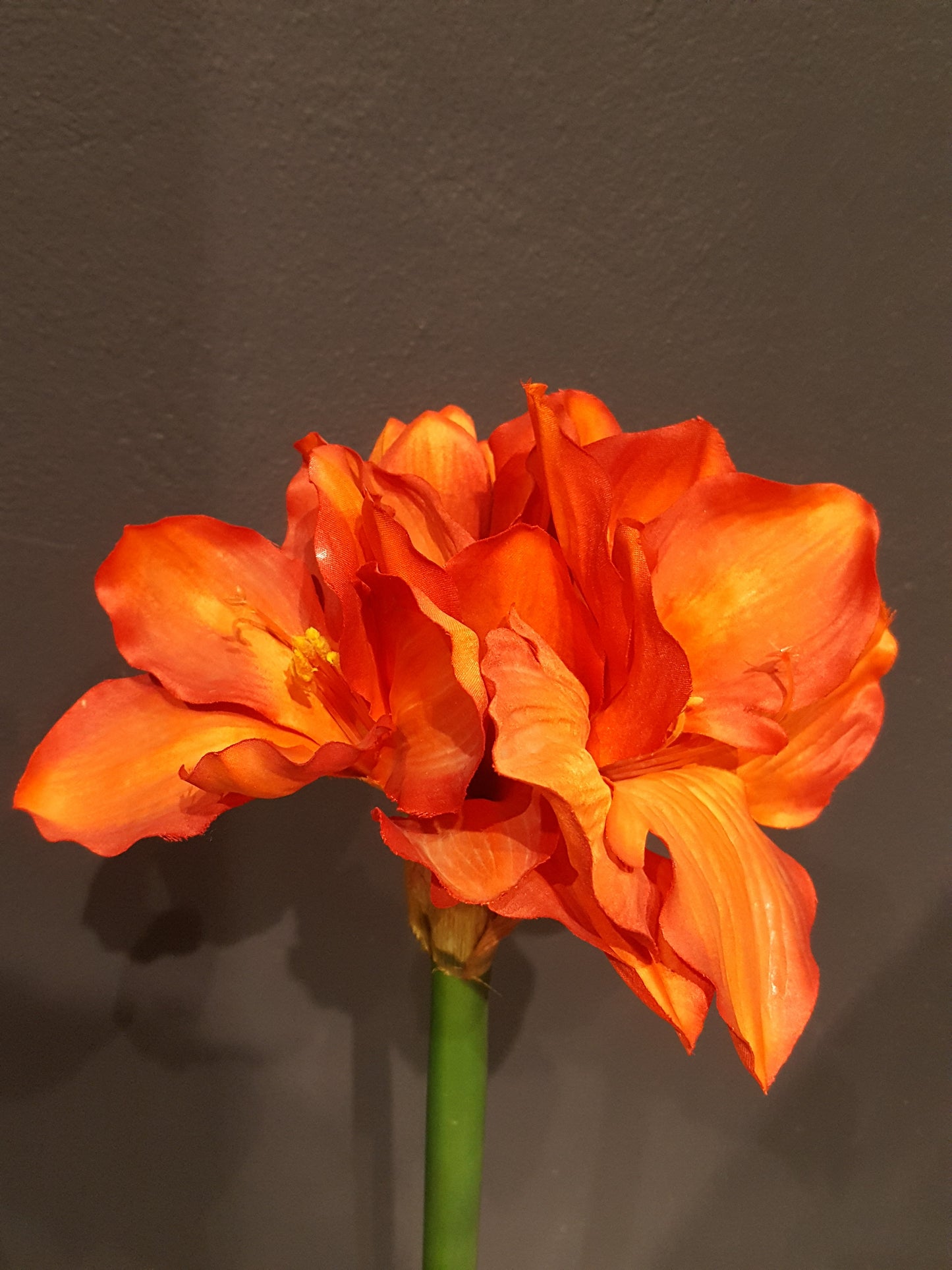 Amaryllis