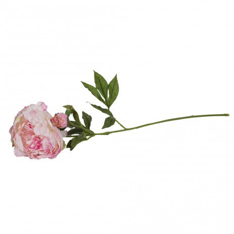 Riesige rosa Wildpfingstrose