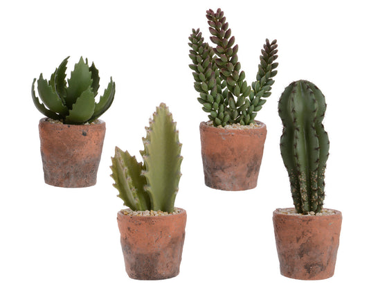 Cactus decorativos