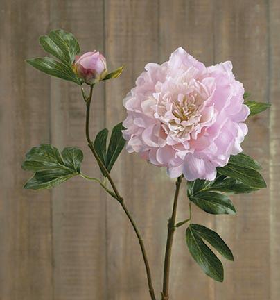 rosa Pfingstrose
