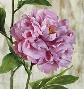 Pfingstrose. 77cm. Malve.