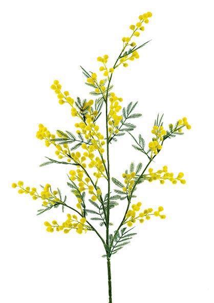 gelbe Mimose