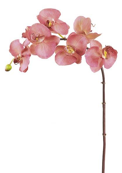 geflügelte Orchidee