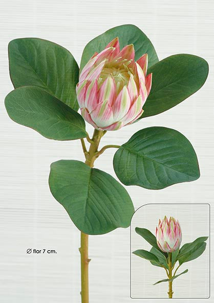 Protea. 51cm. Gemischt.