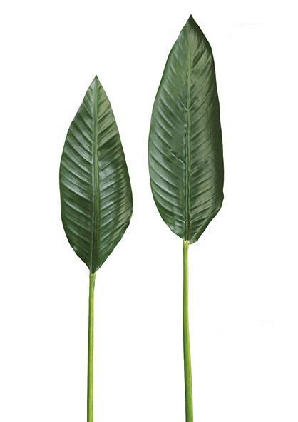 sterlic Blatt