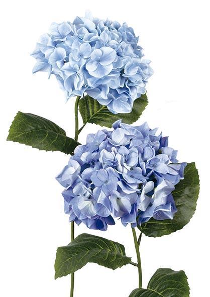 Hellblaue frische Hortensie