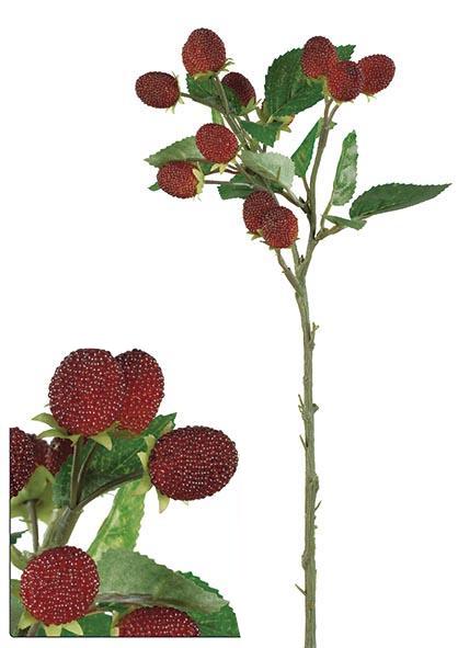 Brombeeren auf dem Ast