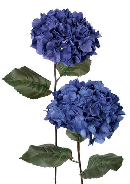 Deep purple hydrangea