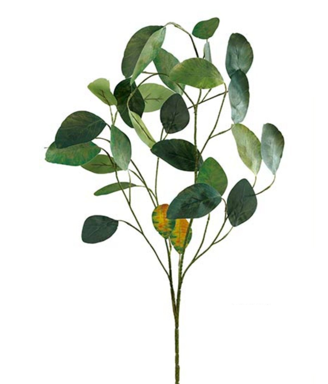 trocken aussehender Eukalyptus