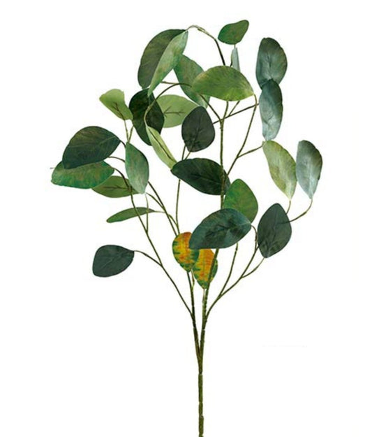 Eucalipto de aspecto seco