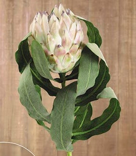 Protea queen