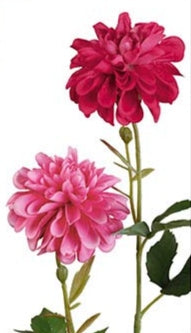 Dalia Rosa