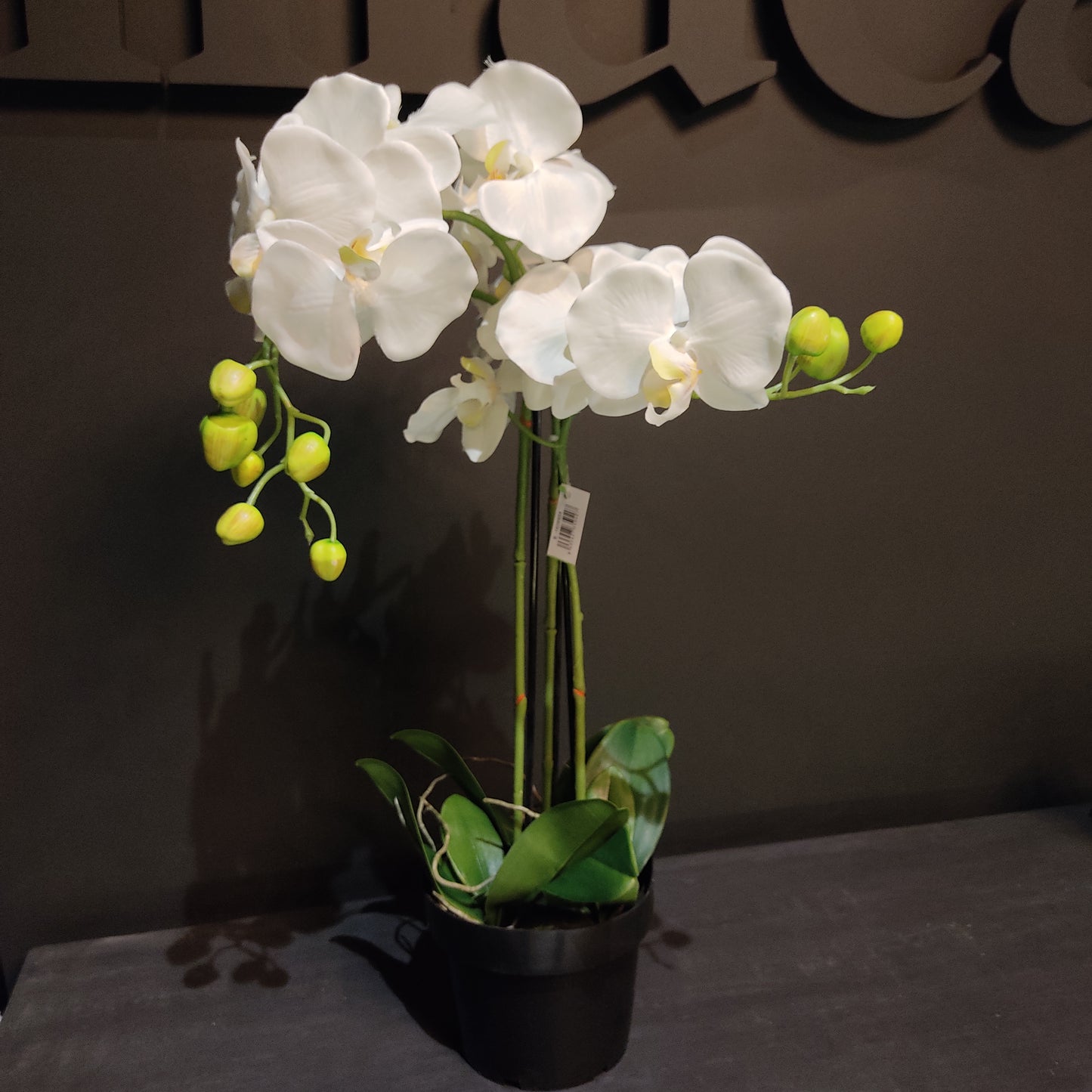 Orchidee mit drei Stielen in einem Topf