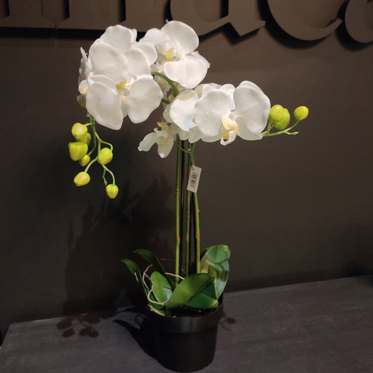Orquidea de tres varas en maceta
