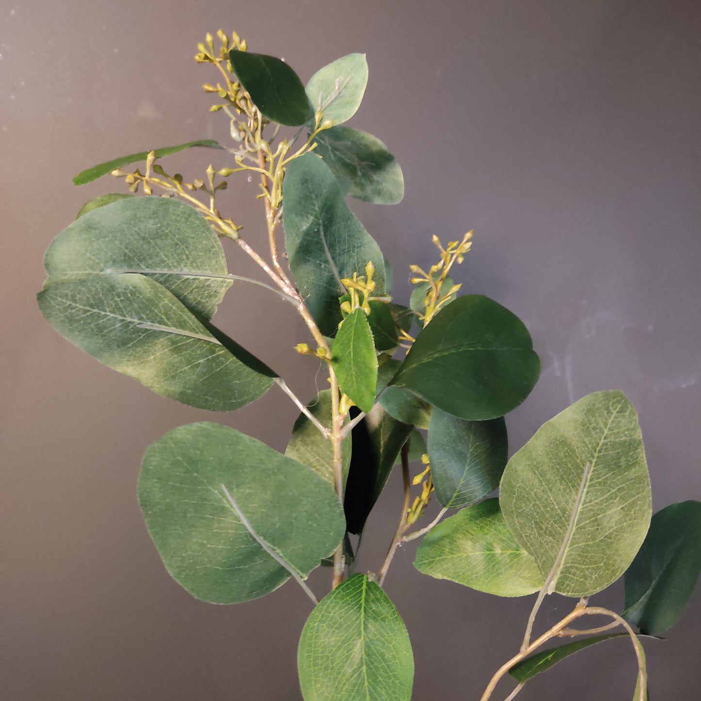 Eukalyptus mit Knospen