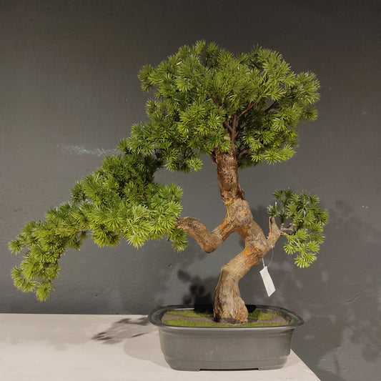 Bonsai
