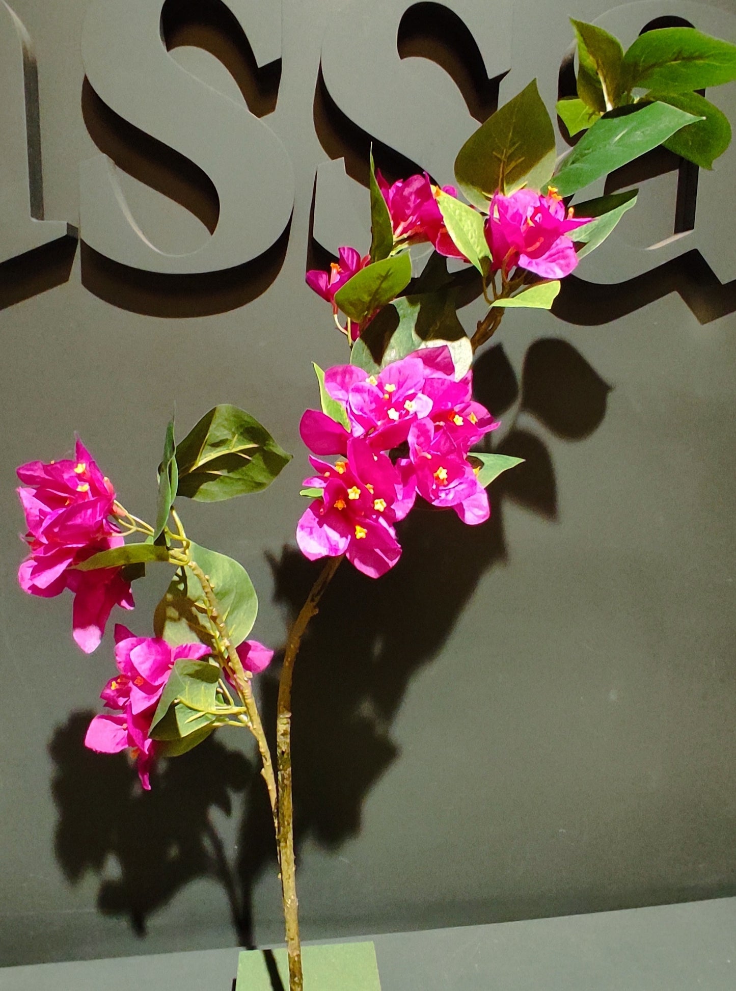 Bougainvillea Branch