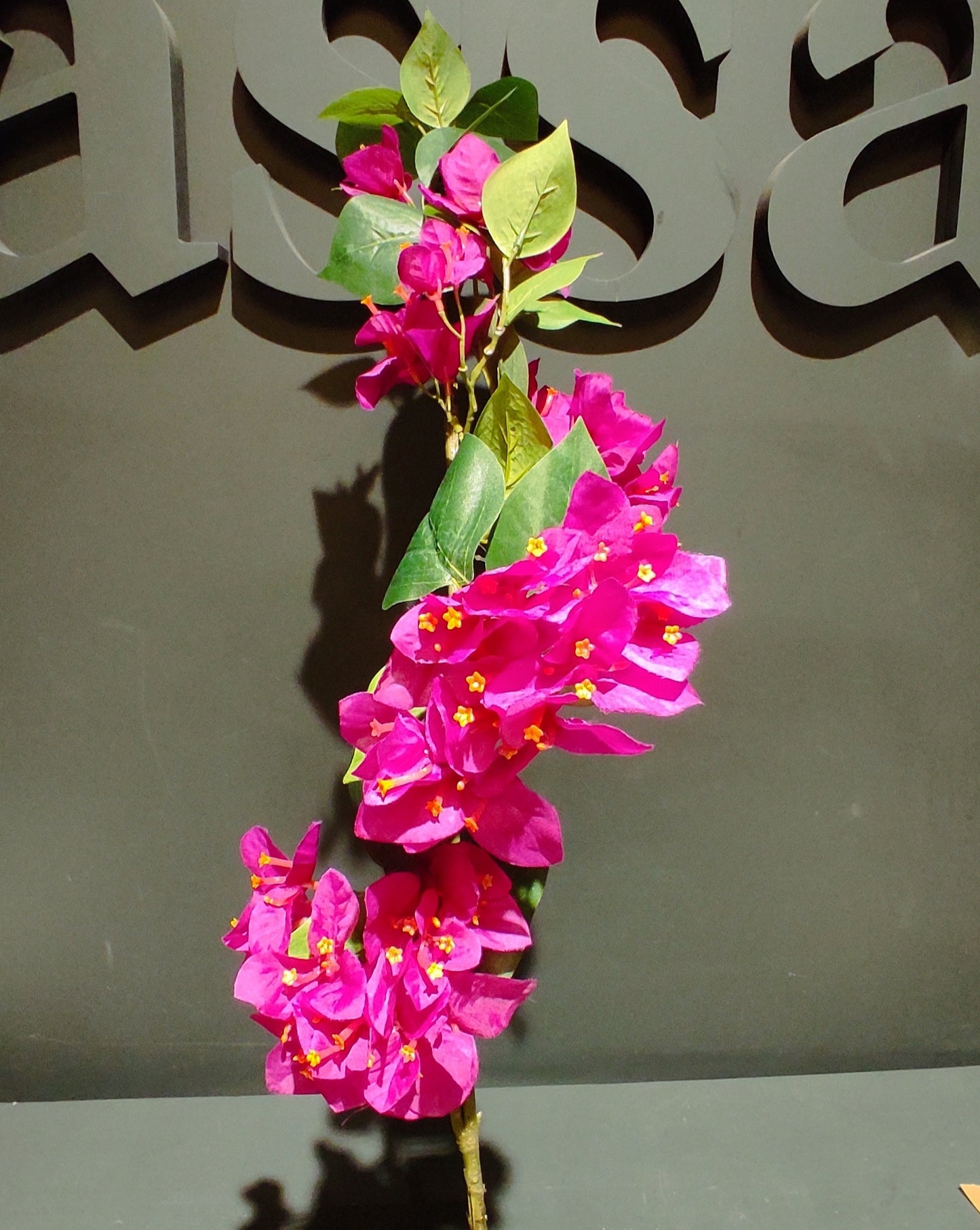 Bougainvillea Branch