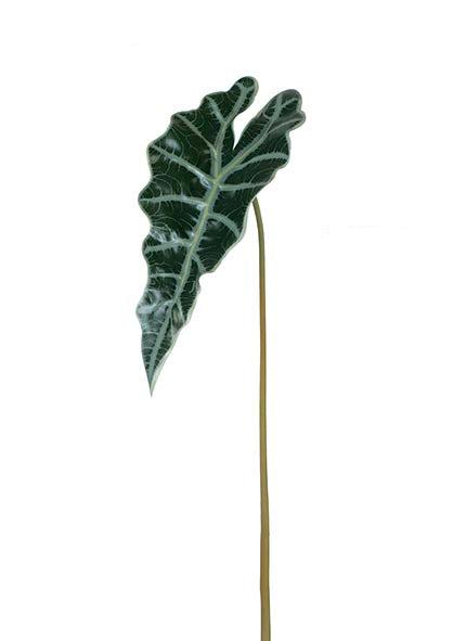 Hoja Alocasia Pe. 83 Cm. Verde.