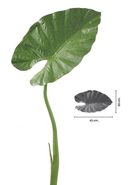 Alocasia-Blatt