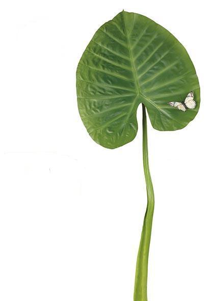 Alocasia-Blatt abgerundet