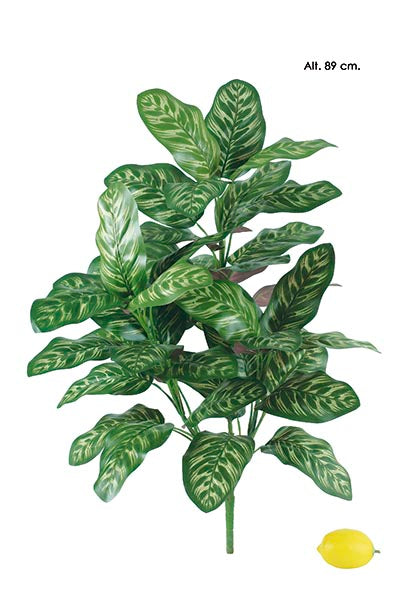 Calathea