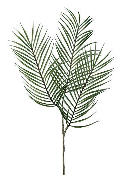 Areca-Zweig