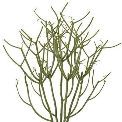 tötet Rhipsalis