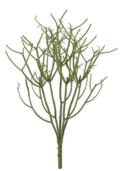 tötet Rhipsalis