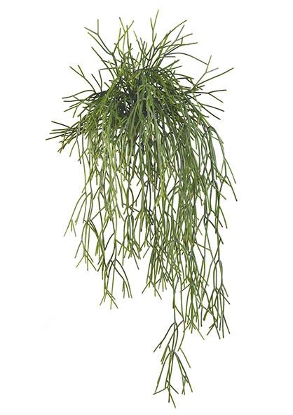 Töte Rhipsalis