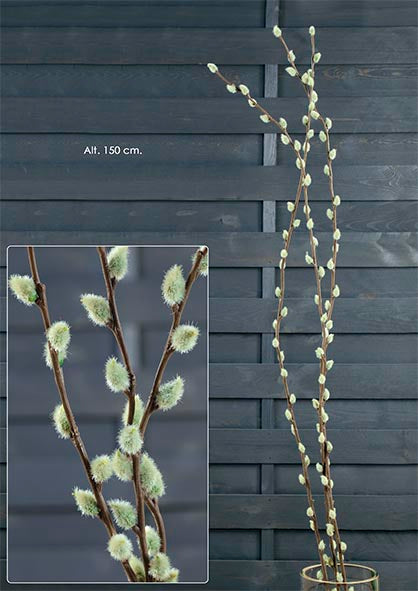 Salix am Stiel