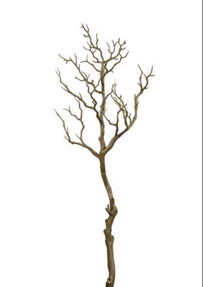 Manzanita-Zweig