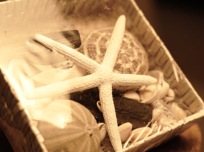 Pack of Decorative Sea Urchins and Seashells