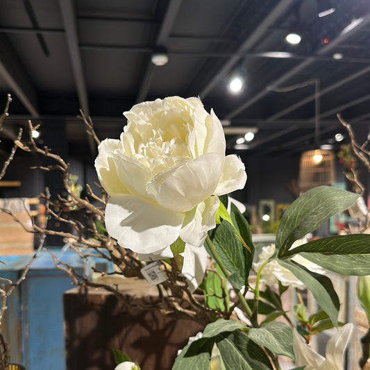 Peonia Cerrada