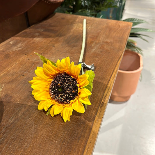 single sunflower