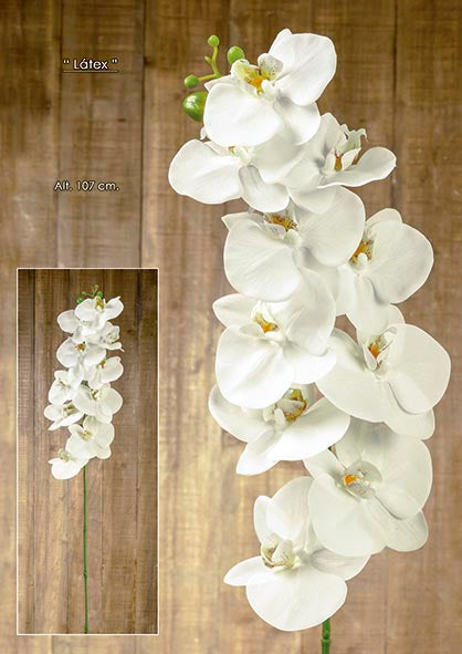 Orquidea blanca