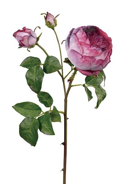 Rosa Inglesa cereza