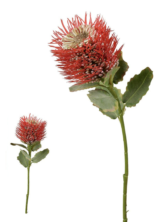 Banksia. 55 Cm. Rojo.