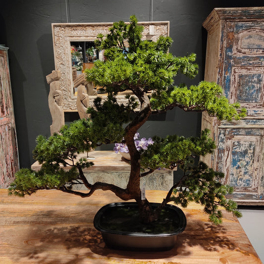 Bonsai no. 901