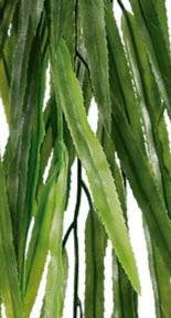 Hojas verdes colgantes de Pandanus 96cm para jardín vertical